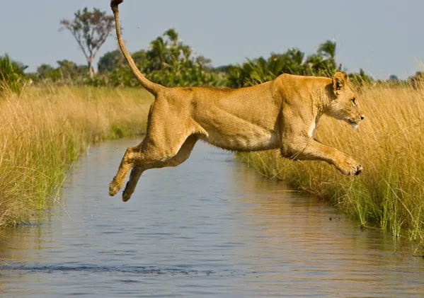 1-Day trip to Akagera National Park Wildlife